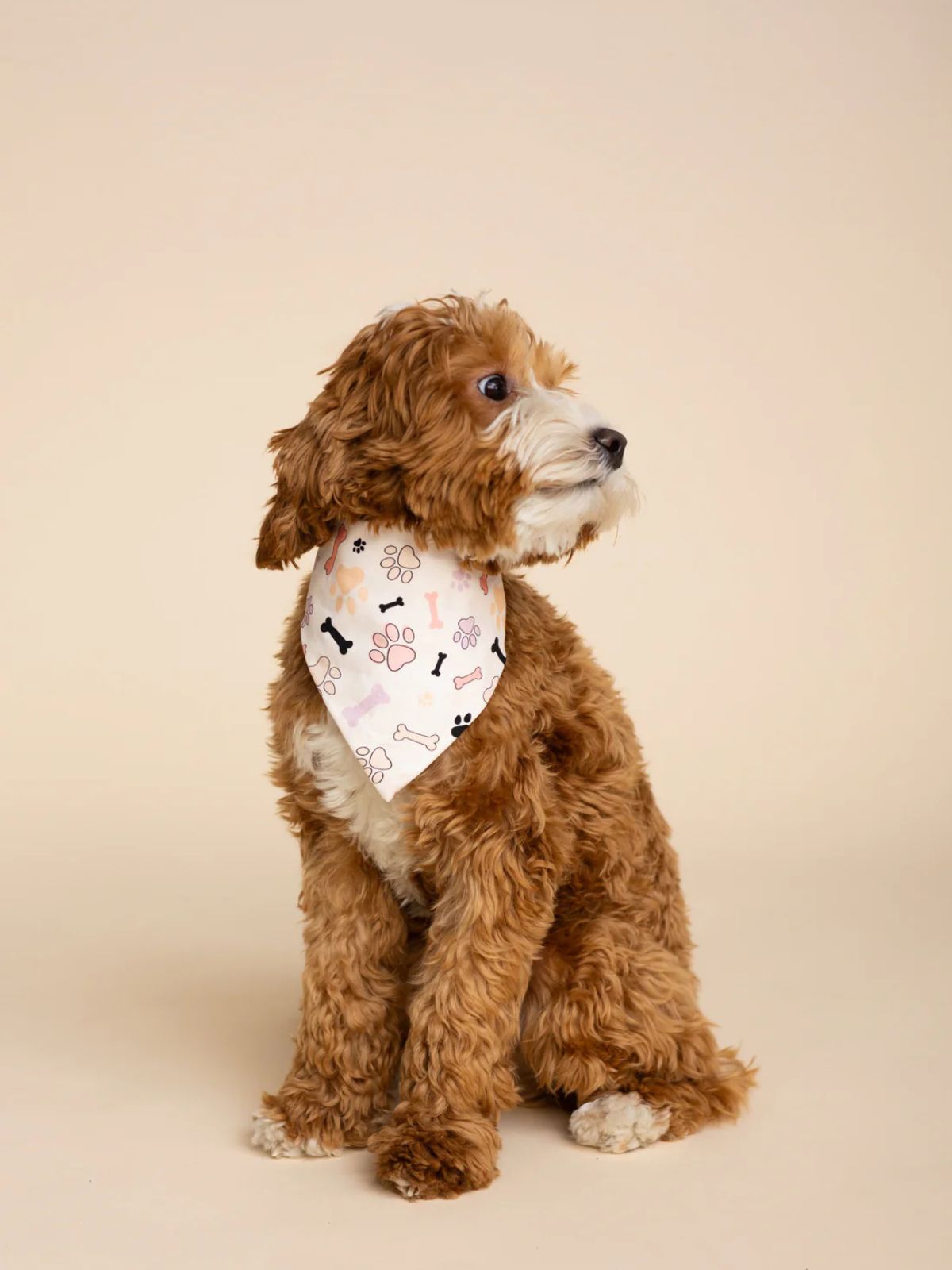 Foulard pour Chien (grand) 